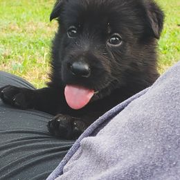 German Shepherd Puppies from Triple K Kennels