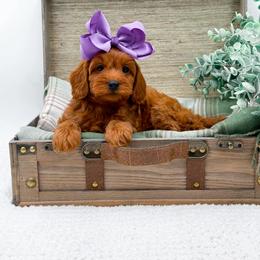 Girl 2 - female Cavapoo puppy in Statesville, North Carolina from Doodle Babies
