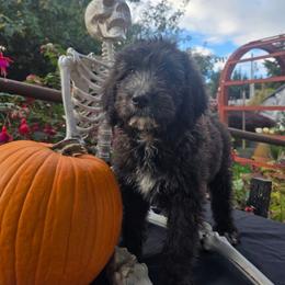 Meg - Parti female Saint Berdoodle puppy in Castle Rock, Washington from PNW Saint Berdoodles