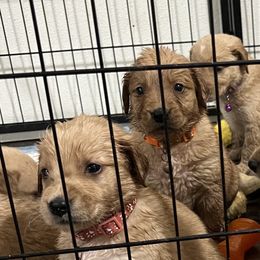 Golden Retriever and Poodle Puppies from Tori’s Golden Retrievers and Poodles