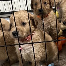 Golden Retriever and Poodle Puppies from Tori’s Golden Retrievers and Poodles