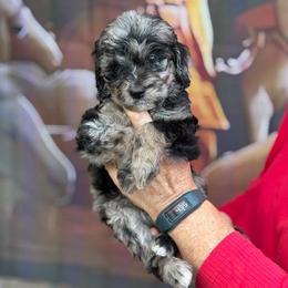 Light Blue Collar - Merle female Goldendoodle puppy in Jacksonville, Florida from Southern Goldendoodles