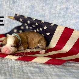 Pembroke Welsh Corgi Puppies from At Ease Acres