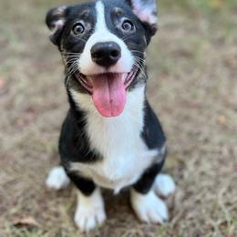 Yosemite - Black and white male American Corgi puppy in Hope, Arkansas from Foxy Knoll Farm