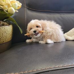 Maltipoo Puppies from Maltipoopuppiescalifornia