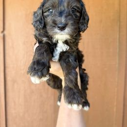 Gunnar - partial blue eye - Merle male Australian Labradoodle puppy in Wamego, Kansas from Doodles of Oz