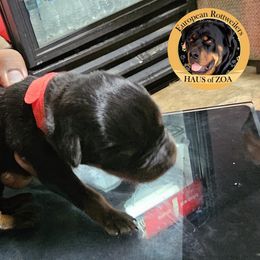 Boy 2 - Black and mahogany Rottweiler puppy in Von Ormy, Texas from Haus of ZOA