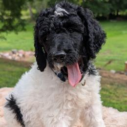 Billy - Parti male Poodle puppy in Canton, South Dakota from Van Der Poodles