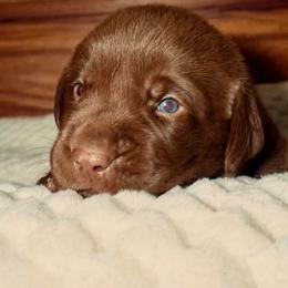 Blue - Chocolate male Labrador Retriever puppy in Gainesville, Georgia from Rucker Retrievers
