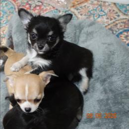 Girl 1 - Black and tan female Chihuahua puppy in Deridder, Louisiana from BG's Chihuahua