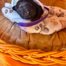 Purple collar female - Black female Labrador Retriever puppy in Stafford Township, New Jersey from SommerLabs
