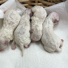 Bichon Frise Puppies from Cambeas Puppies