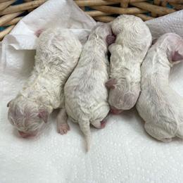 Bichon Frise Puppies from Cambeas Puppies
