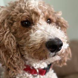 Goldendoodle puppies from AnneLuna Goldendoodles