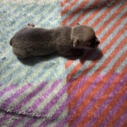 Chihuahua and Pembroke Welsh Corgi Puppies from Stephanie’s Corgi Colony