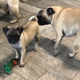 Pugs from Mopsikpug