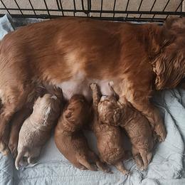 Cavapoos from Cava Companions
