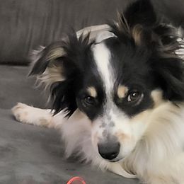 Shelby - Miniature American Shepherd