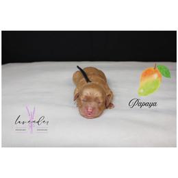 Papaya - Red  male Goldendoodle puppy in Mancelona, Michigan from Lavender poodles & doodles