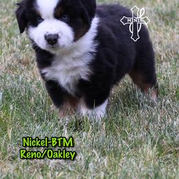 Nickel - Black tri male Miniature American Shepherd puppy in Elgin, Oregon from Cross L Miniature American Shepherds