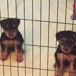 Welsh Terrier Puppies from Gryphon Roc Kennels