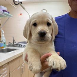 Cuervo - Yellow male Labrador Retriever puppy in Wittmann, Arizona from AM Labradors