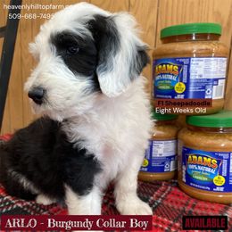 ARLO - Burgundy collar boy - Black and white male Sheepadoodle puppy in Charlo, Montana from Heavenly Hilltop Farm