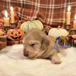 Orion - Cream male Dachshund puppy in Waverly, Ohio from Always Faithful Dachshunds