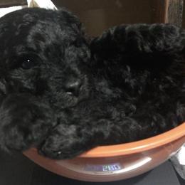 Chinese Shar-Pei and Pumi Puppies from Nixie Kennels