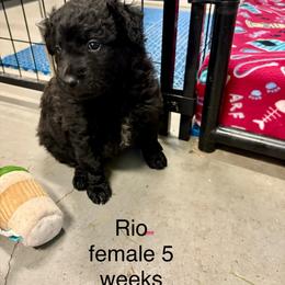 Rio - female Croatian Sheepdog puppy in Smith Center, Kansas from Wilsong Kennel