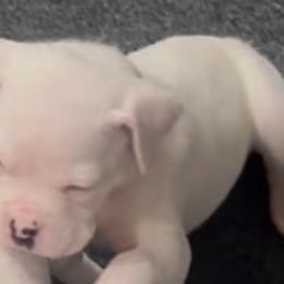 Boy 2 - emerald green - White male Boxer puppy in Nashville, Tennessee from Best Friends over 20+ years experience