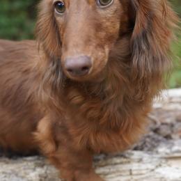 Yuri - Dachshund