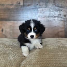 Macadamia - Black tri female Miniature Australian Shepherd puppy in Killen, Alabama from Wilkers Wholehearted Mini Aussies