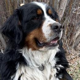 Clyde - Bernese Mountain Dog