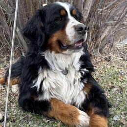 Clyde - Bernese Mountain Dog