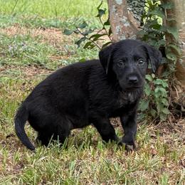 Liko - Black female Labrador Retriever puppy in Carriere, Mississippi from Cajun Water Retrievers