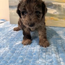 Boy 1 Aussie Doodle - Blue merle male Miniature Australian Shepherd puppy in Pensacola, Florida from TNT MINI AUSSIES