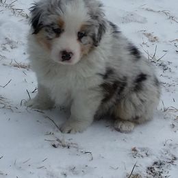 Australian Shepherd Puppies from Celtic Brae Australian Shepherds