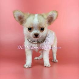 Poison Ivy - Cream and white female Chihuahua puppy in Anderson, South Carolina from Lil Treasures Chihuahuas
