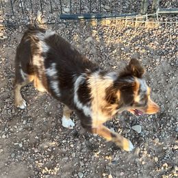 Cinnamon - Toy Australian Shepherd