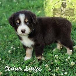 Cedar Blaze - Red tri male Miniature Australian Shepherd puppy in Muskogee, Oklahoma from Tagalong Lane Australian shepherds