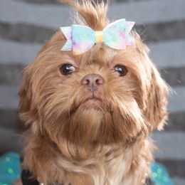 Luna - Shih Tzu
