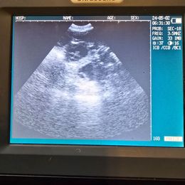 Basset Hound puppies from Enchanted Valley Paws