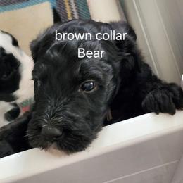 Brown collar Levi - Black male Bernedoodle puppy in Fairmount, Indiana from Capens' Doodles,Poodles and Poo's