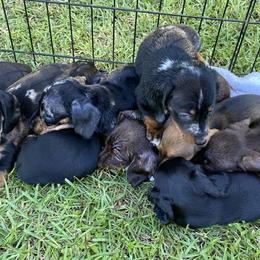 Dachshunds from Riverside Dachshund
