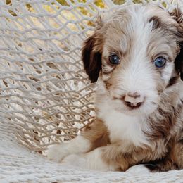 Bramble - Aussiedoodle puppy in Viola, Idaho from LaFarm Doodles