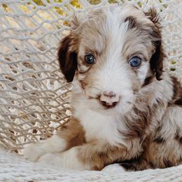 Bramble - Aussiedoodle puppy in Viola, Idaho from LaFarm Doodles