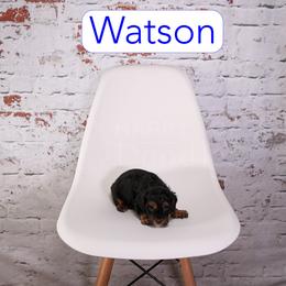 Watson - Black and tan male Cavapoo puppy in Calhoun, Georgia from Happy Top Doodles