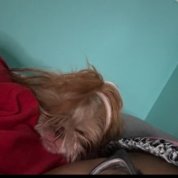 Shih Tzu Puppies from Diamond Paws LLC