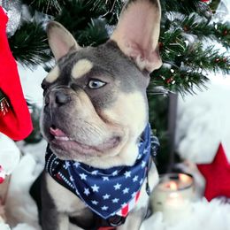 Vinnie - French Bulldog